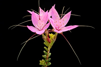 APII jpeg image of Calytrix duplistipulata  © contact APII