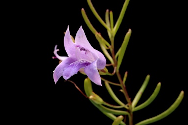 APII jpeg image of Eremophila ionantha  © contact APII