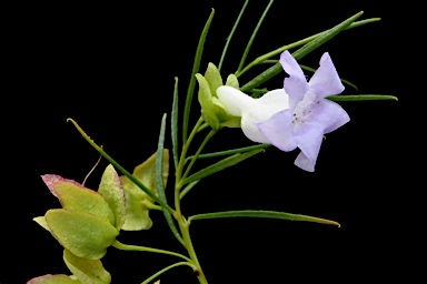 APII jpeg image of Eremophila gibsonii  © contact APII