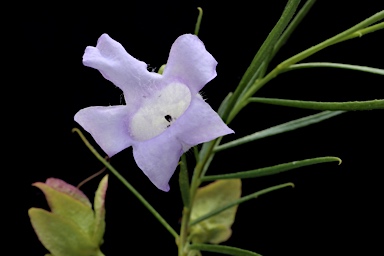 APII jpeg image of Eremophila gibsonii  © contact APII