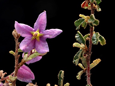 APII jpeg image of Seringia hermanniifolia  © contact APII