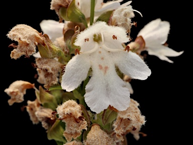 APII jpeg image of Prostanthera sp. Wollomombi Gorge (J.B.Williams NE73839) I.Telford  © contact APII