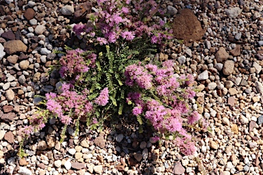 APII jpeg image of Melaleuca thymifolia 'Little Beauty'  © contact APII