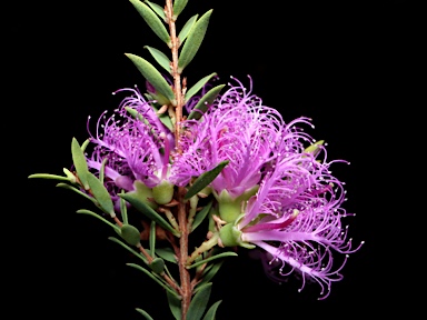 APII jpeg image of Melaleuca thymifolia 'Little Beauty'  © contact APII