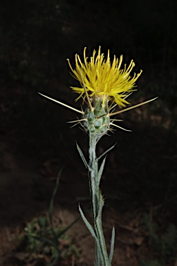 APII jpeg image of Centaurea solstitialis  © contact APII