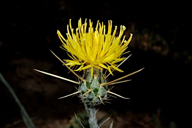 APII jpeg image of Centaurea solstitialis  © contact APII