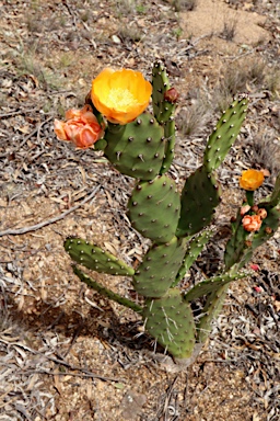 APII jpeg image of Opuntia elata  © contact APII