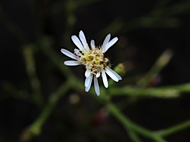 APII jpeg image of Symphyotrichum subulatum  © contact APII