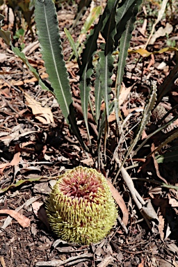 APII jpeg image of Banksia petiolaris  © contact APII