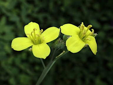 APII jpeg image of Diplotaxis tenuifolia  © contact APII