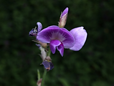 APII jpeg image of Glycine tabacina  © contact APII