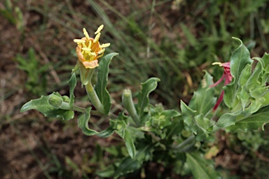 APII jpeg image of Oenothera indecora subsp. bonariensis  © contact APII