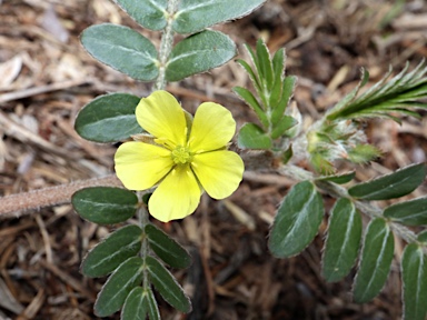 APII jpeg image of Tribulus terrestris  © contact APII