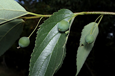 APII jpeg image of Celtis occidentalis  © contact APII