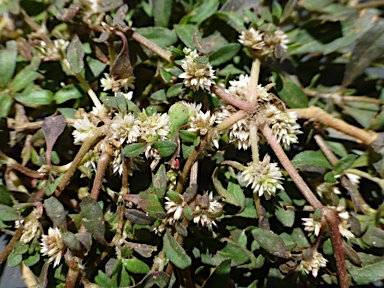 APII jpeg image of Alternanthera sp. A Flora of New South Wales (M.Gray 5187)  © contact APII