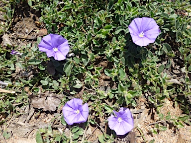 APII jpeg image of Convolvulus sabatius  © contact APII