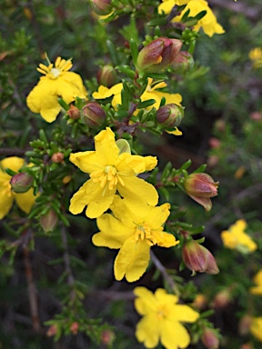 APII jpeg image of Hibbertia ericifolia subsp. ericifolia  © contact APII