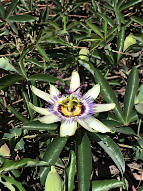 APII jpeg image of Passiflora caerulea  © contact APII