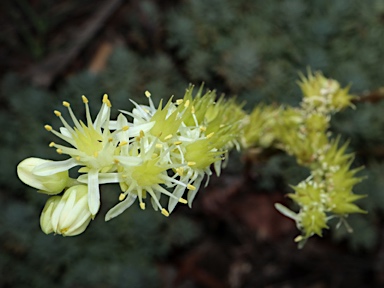 APII jpeg image of Sedum sediforme  © contact APII