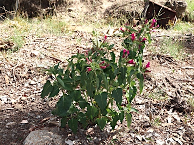 APII jpeg image of Mirabilis jalapa  © contact APII