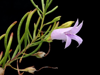 APII jpeg image of Eremophila ionantha  © contact APII