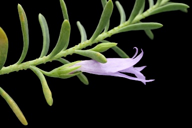 APII jpeg image of Eremophila weldii  © contact APII