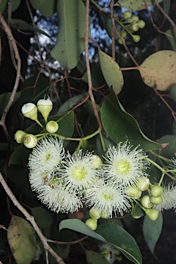 APII jpeg image of Corymbia calophylla  © contact APII