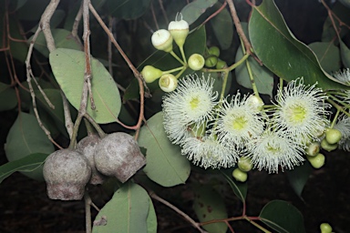 APII jpeg image of Corymbia calophylla  © contact APII