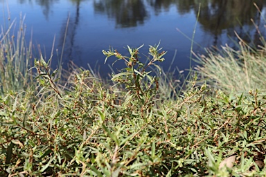 APII jpeg image of Persicaria prostrata  © contact APII