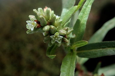 APII jpeg image of Persicaria prostrata  © contact APII