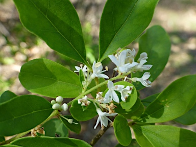 APII jpeg image of Ligustrum sinense  © contact APII