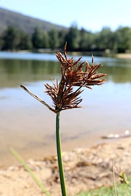 APII jpeg image of Cyperus congestus  © contact APII