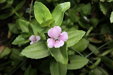 APII jpeg image of Gratiola peruviana  © contact APII