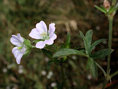 APII jpeg image of Geranium retrorsum  © contact APII