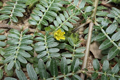 APII jpeg image of Tribulus terrestris  © contact APII