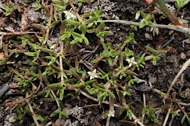 APII jpeg image of Crassula helmsii  © contact APII