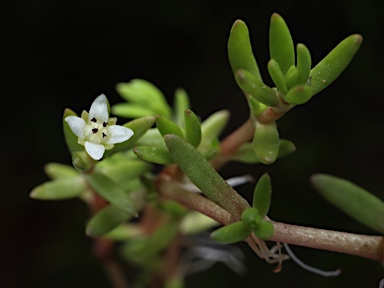 APII jpeg image of Crassula helmsii  © contact APII