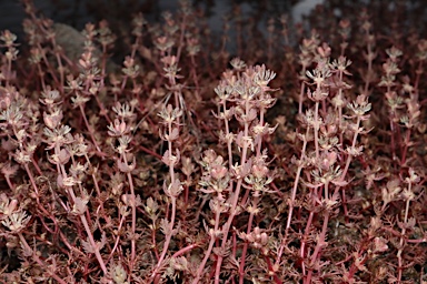 APII jpeg image of Myriophyllum verrucosum  © contact APII