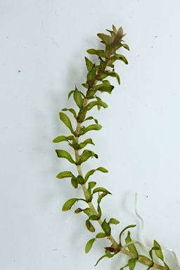 APII jpeg image of Elodea canadensis  © contact APII