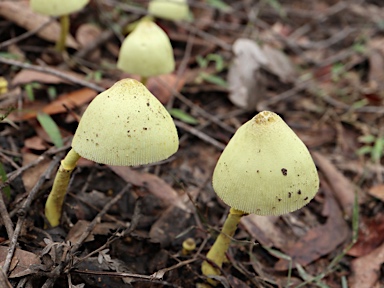 APII jpeg image of Leucocoprinus birnbaumii  © contact APII