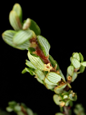 APII jpeg image of Monotoca rotundifolia  © contact APII