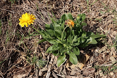 APII jpeg image of Calendula officinalis  © contact APII