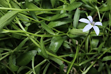 APII jpeg image of Lobelia pratioides  © contact APII