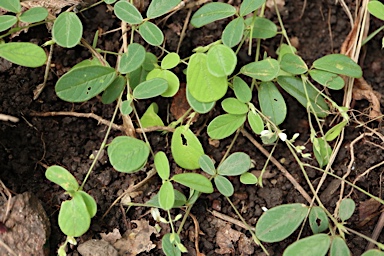 APII jpeg image of Pycnospora lutescens  © contact APII