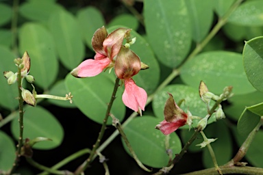 APII jpeg image of Indigofera tinctoria  © contact APII