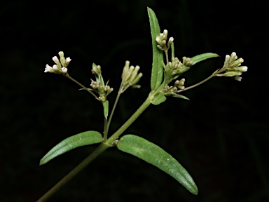 APII jpeg image of Boerhavia burbidgeana  © contact APII