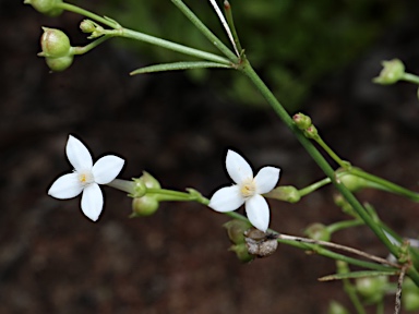 APII jpeg image of Oldenlandia mitrasacmoides subsp. mitrasacmoides  © contact APII