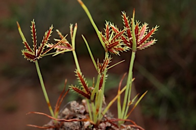 APII jpeg image of Cyperus castaneus  © contact APII