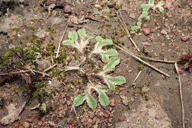 APII jpeg image of Riccia crassivenia  © contact APII