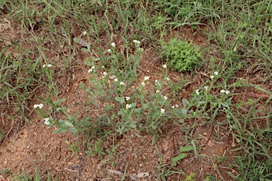 APII jpeg image of Heliotropium ovalifolium  © contact APII